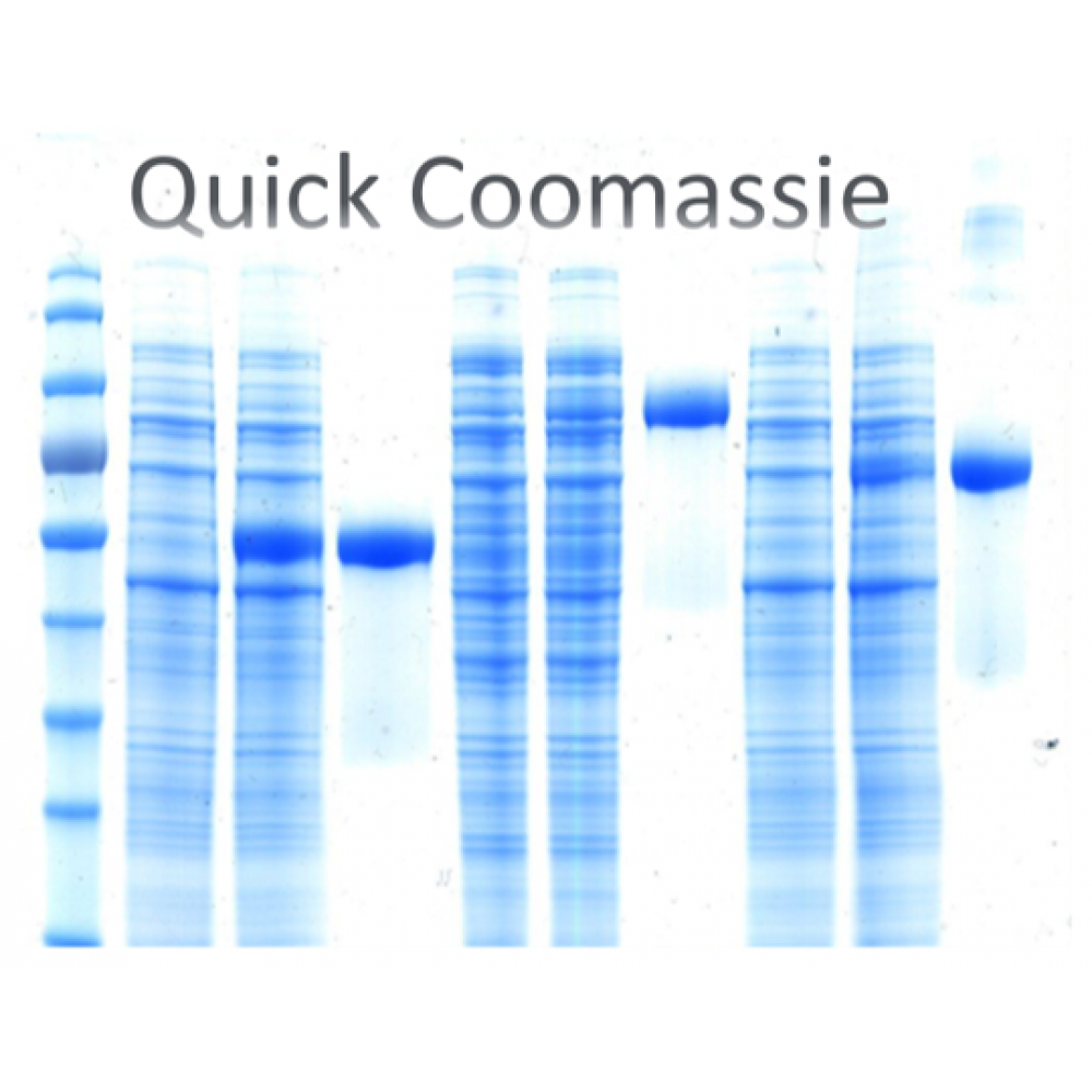 Quick Coomassie Stain